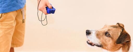 Dog clicker training