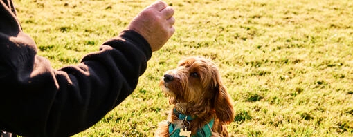 Owner training dog