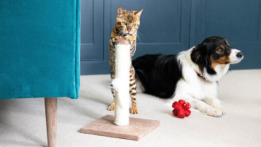 Cat standing on scratching post with dog in background