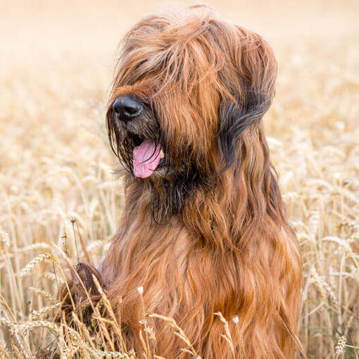 Briard