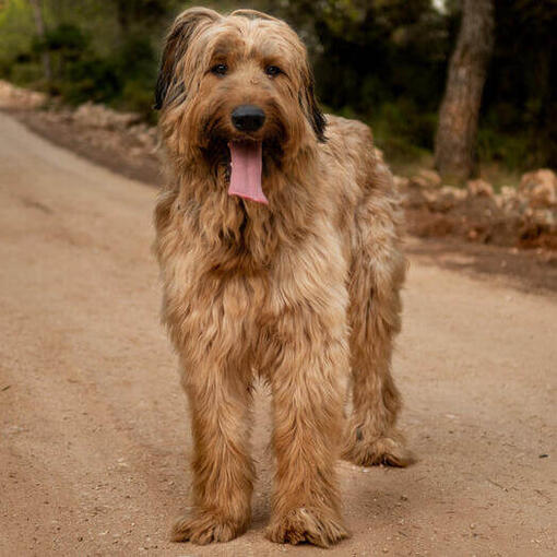 Briard