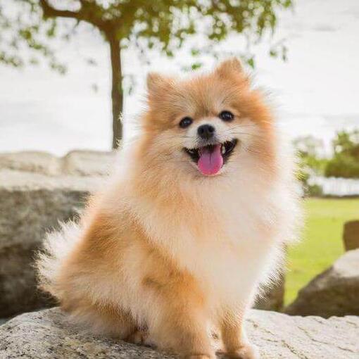 Pomeranian