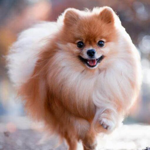 Pomeranian