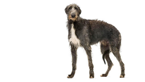 Deerhound