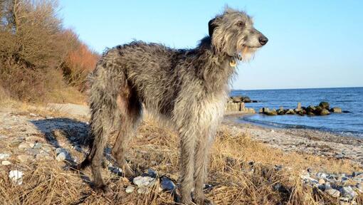 Deerhound