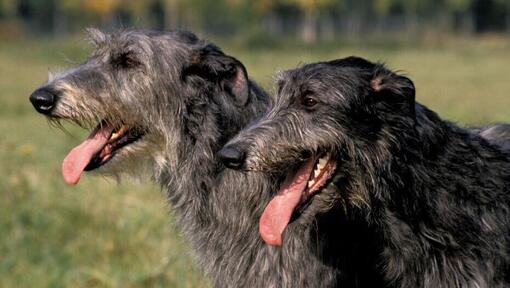 Deerhound