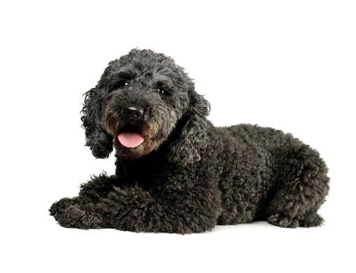 Pumi