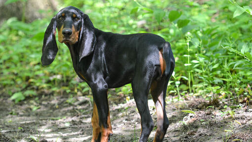 Black and Tan Coonhound stojící v lese