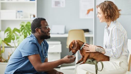 Štěně v čekárně s veterinářem a majitelem