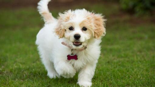 Cavachon