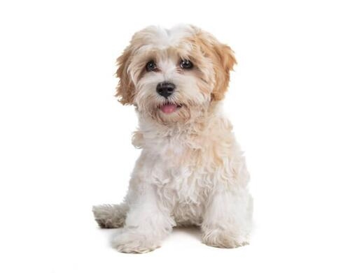 Cavapoo