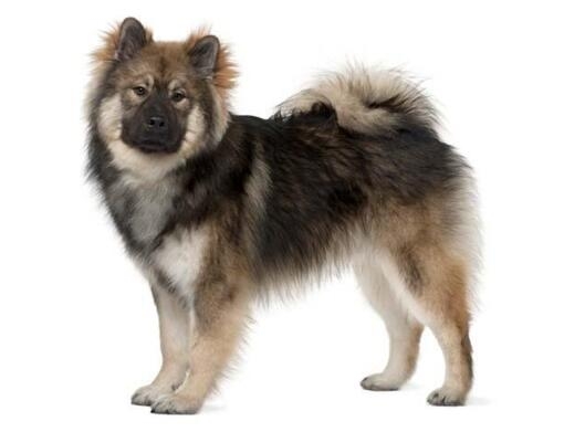 Eurasier