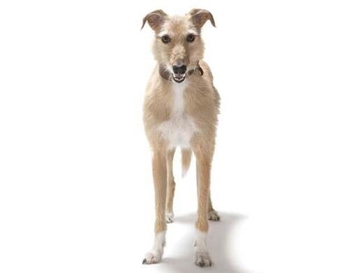 Lurcher