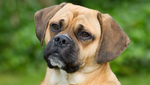 Puggle