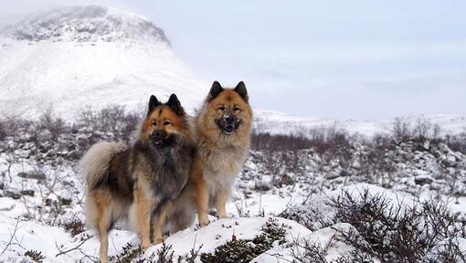 Eurasier