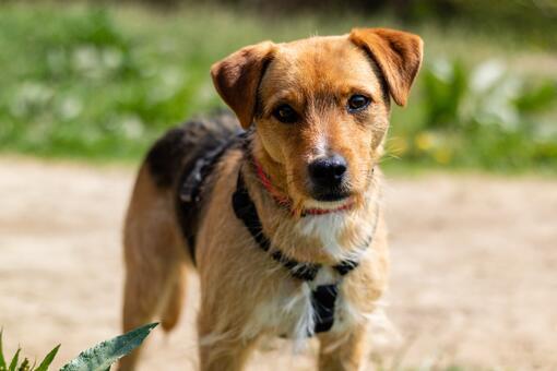 Patterdale teriér