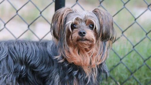 Yorkiepoo